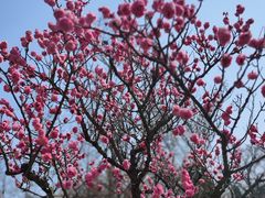 -梅花山(明孝陵内)