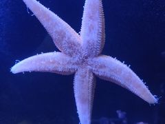-瑞普利水族馆