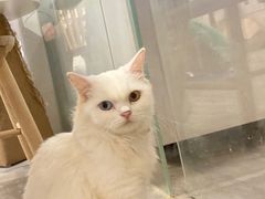 -楼上猫咖(罗湖店)