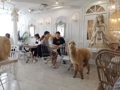 -共舞时光猫咖·狗咖(新街口店)