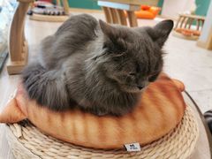 -飞行喵MR PILOT|猫舍·猫咖(静安大融城店)