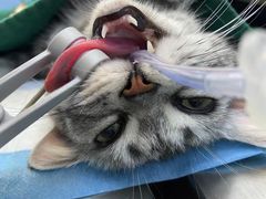 -关爱宠物医院·猫科中心·消化科(滨湖万达分院)