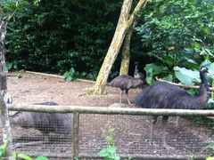 -新加坡飞禽公园