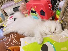 -猫大福·Fortune Cat猫舍(百子湾店)