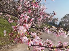 -天适樱花悠乐园