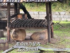 -上海野生动物园