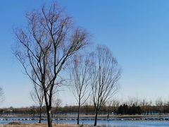 -大兴滨河森林公园