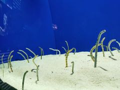 -上海海洋水族馆