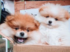 -桂林市花鸟市场