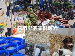 -中环花鸟鱼虫市场