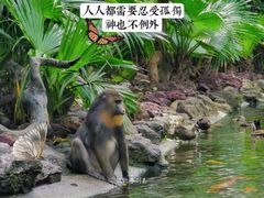 -广州长隆野生动物世界