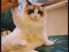 -喵喵咪呀布偶猫咖(春熙路店)