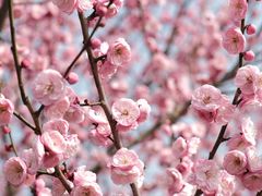 -花开海上生态园