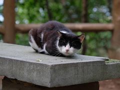 -上海佘山国家森林公园天马山园