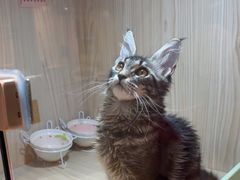 -屋虎猫馆(宝安大仟里店)