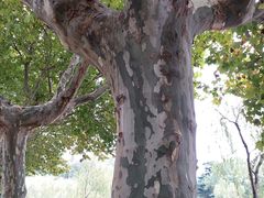 -泰州凤城河风景区-泰山公园