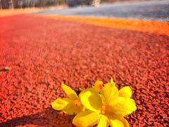 -大兴滨河森林公园