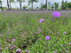 -芒洲湿地公园