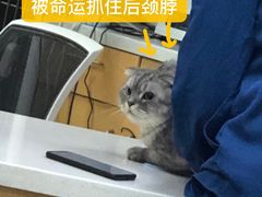 -联合动物医院(光谷诊疗中心)