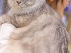 -momokira米努特·德文卷毛猫·棉花面纱犬