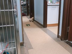 -瑞派·关忠动物医院·异宠专科·犬猫肿瘤·皮肤专科(望京店)