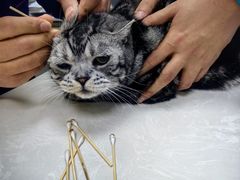 -中农国际动物医院24小时·猫科·骨科·急重症中心