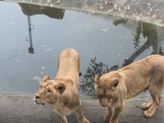 -西安秦岭野生动物园