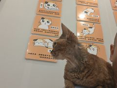 -有喵·猫咖·狗咖·30几只猫10只小狗(岗厦店)