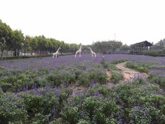 -广东花都香草世界旅游度假区