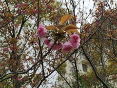 -高东镇樱花园