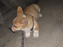 -安安宠医·安宠宠物医院