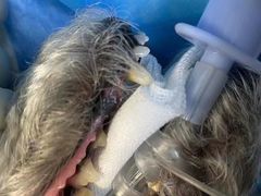 -佳怡动物医院·平价24小时·猫专科骨外科