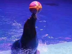 -芜湖新华联大白鲸海洋公园