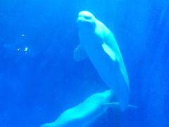 -华夏文旅西安度假区