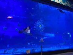 -烟台海昌鲸鲨海洋公园