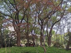 -徐家汇源景区-衡山公园