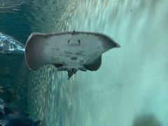 -上海海洋水族馆