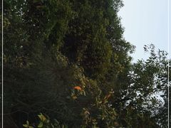 -西涌国际滨海旅游区