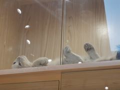 -屋虎猫馆(宝安大仟里店)