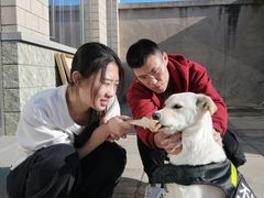 -北京京卫宠物寄养训练中心