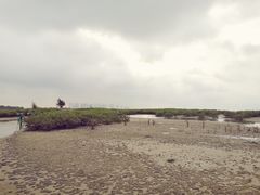 -红树林天天赶海
