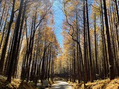 -山王坪喀斯特国家生态公园