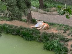 -西霞口神雕山野生动物世界