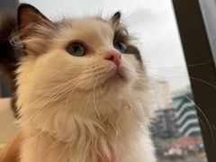 -怪兽屋·羊驼·猫咖·狗咖(俊华广场店)