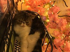 -李小姐の猫咖啡馆(五角场店)