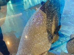 -迪拜水族馆及水下动物园