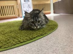 -猫和宫(六道口店)