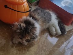 -安安宠医·臻爱宠物医院·宠保定点(营门口路分院)