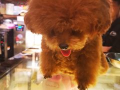 -more than meow吴止猫主题餐厅(承德 中船汇店)