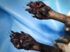 -纳吉亚猫专科动物诊疗中心(蒋宅口分院)